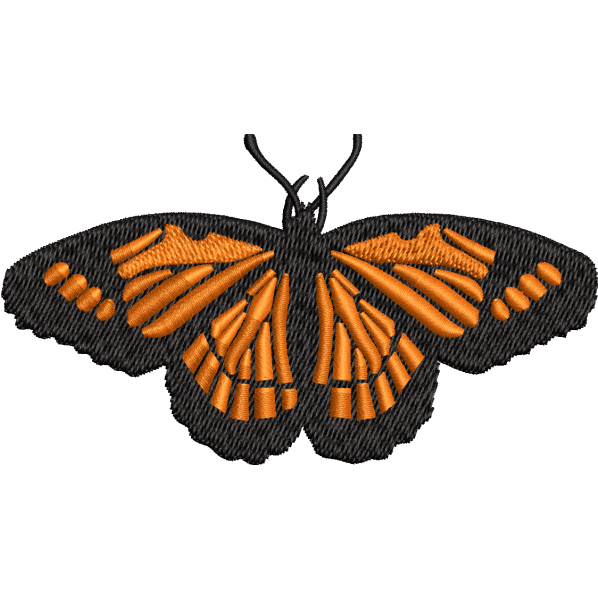 Riodinidae Butterfly