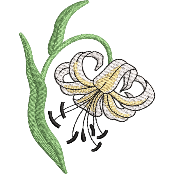White Color Flower
