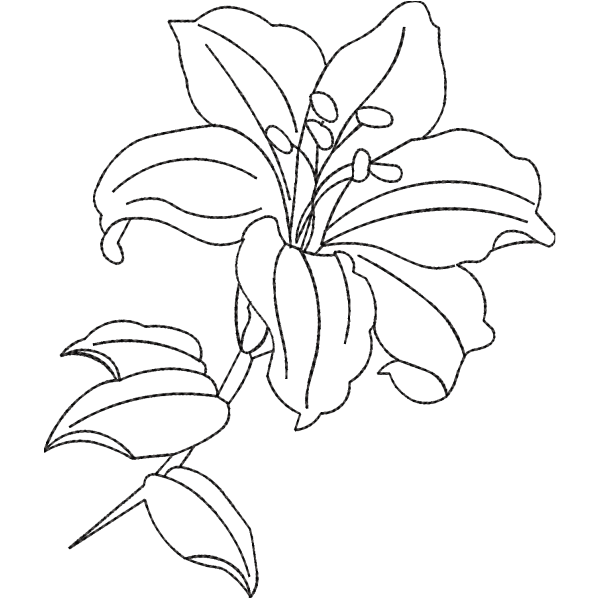 Aster Flower Sketch Design