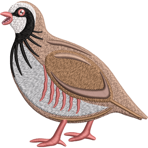 Beautiful Francolin