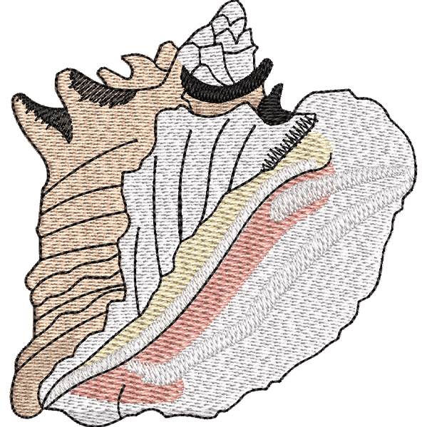 Queen Shell Design
